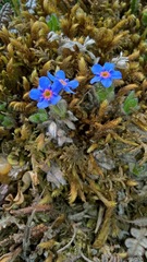 Eritrichium aretioides