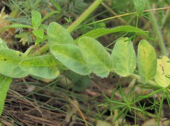 Astragalus polyphyllus