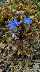 Eritrichium aretioides