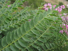 Astragalus polyphyllus
