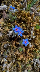 Eritrichium aretioides