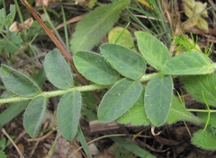 Astragalus polyphyllus