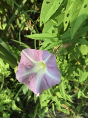 Ipomoea sagittata
