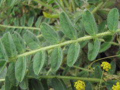 Astragalus polyphyllus