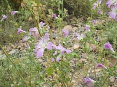 Malva weinmanniana