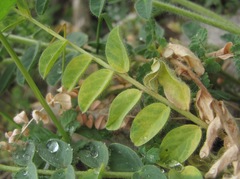 Astragalus polyphyllus