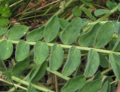 Astragalus polyphyllus