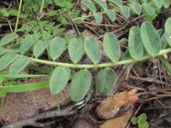 Astragalus polyphyllus