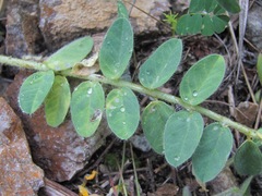 Astragalus polyphyllus