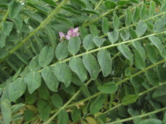 Astragalus polyphyllus