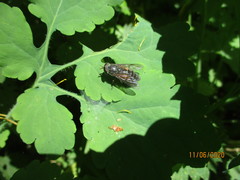 Hybomitra bimaculata