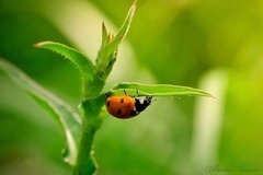 Coccinella septempunctata
