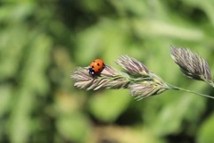 Coccinella septempunctata