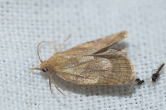 Sparganothis pilleriana