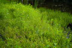 Carex interior