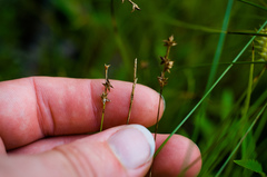 Carex interior