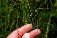 Carex interior