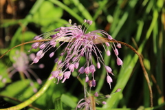 Allium carinatum pulchellum