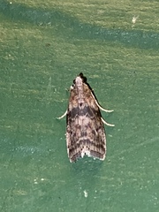 Sciota subcaesiella