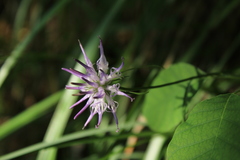 Phyteuma scheuchzeri