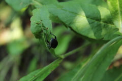 Otiorhynchus vehemens