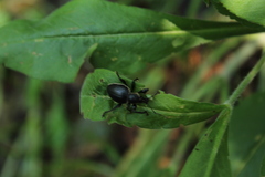 Otiorhynchus vehemens