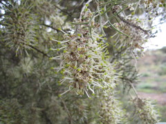 Hakea ednieana