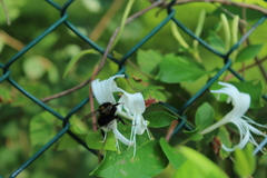 Bombus hypnorum