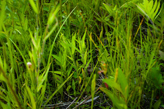 Ophioglossum pusillum