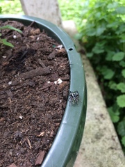 Paraphidippus