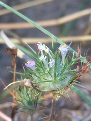Navarretia intertexta