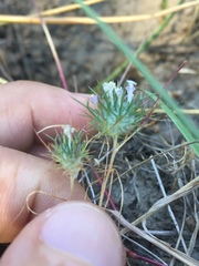 Navarretia intertexta