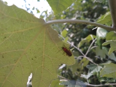 Rhagonycha fulva