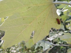 Rhagonycha fulva