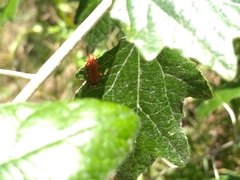 Rhagonycha fulva