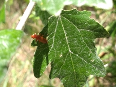 Rhagonycha fulva