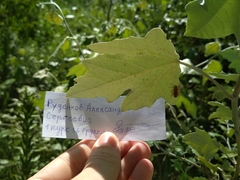Rhagonycha fulva
