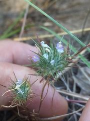 Navarretia intertexta