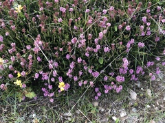 Erica spiculifolia