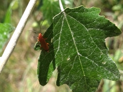 Rhagonycha fulva