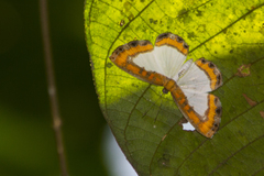 Nymphidium caricae