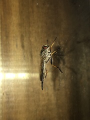 Neoitamus flavofemoratus