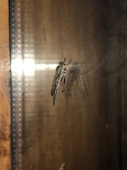 Neoitamus flavofemoratus