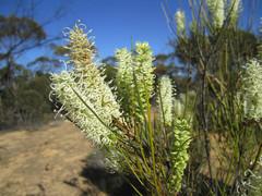 Grevillea pterosperma