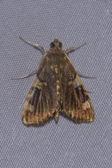 Rehimena