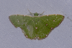 Argyrocosma inductaria