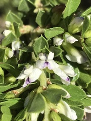 Psoralea prodiens