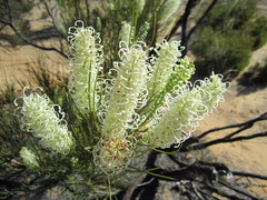 Grevillea pterosperma