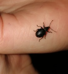 Otiorhynchus nodosus