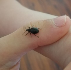 Otiorhynchus nodosus